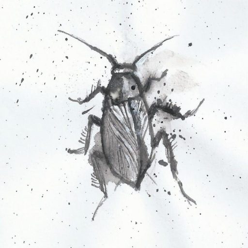 Schaben sind Schädlinge, die zumeist Ekel bei den Betroffenen hervorrufen.