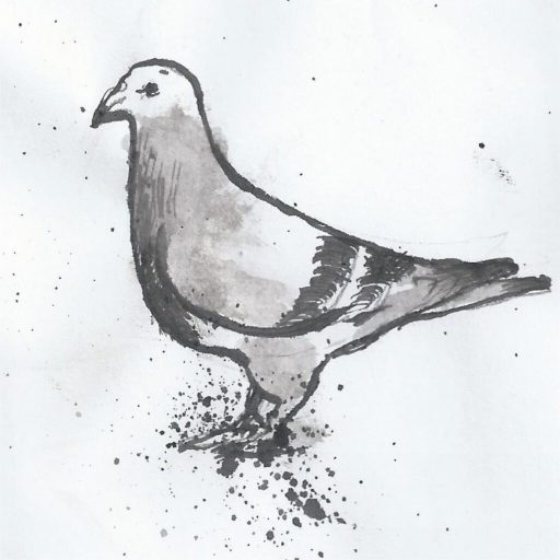 Tauben sind sowohl für die Gesundheit als auch für Gebäude ein ernstes Problem.