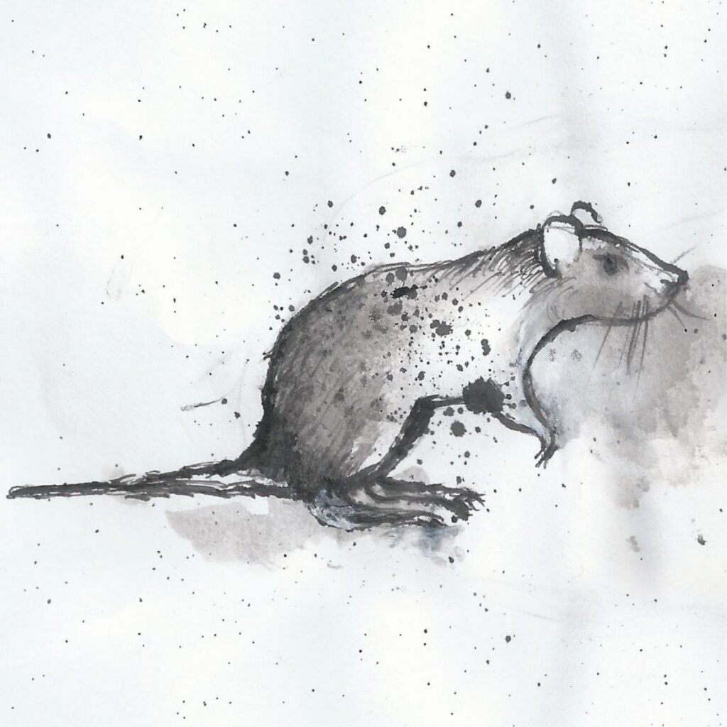Ratten und Mäuse sind Schädlinge, die fast immer vorkommen, ob im Lebensmittelgewerbe oder in Privatwohnungen. Wir von Snap Trap Schädlingsbekämpfung bekämpfen diese Tiere zuverlässig und effizient.